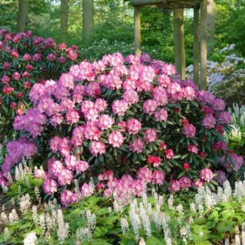 Rhododendron_Kalinka_2009_2132_Q.jpg