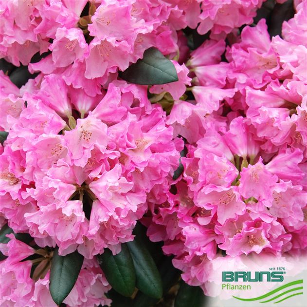 Rhododendron yakush. 'Kalinka' von Bruns Pflanzen