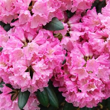 Rhododendron_yakushimanum_Kalinka_2006_2128_Q.jpg