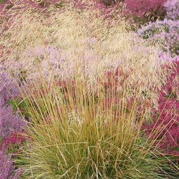 Deschampsia_cespitosa_HRM_Q1.jpg