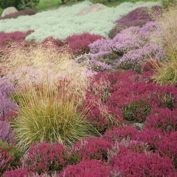 Deschampsia_cespitosa_HRM_Q2.jpg