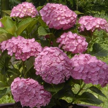 Hydrangea_Forever_Pink_Q1.jpg