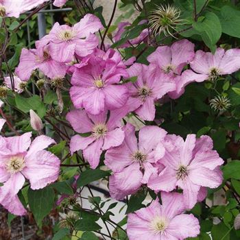 Clematis_Comtesse_de_Bouchard_2005_2878_q.jpg