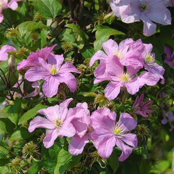 Clematis_Comtesse_de_Bouchaud_2010_5260.jpg