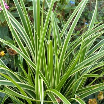 Carex_morrowii_Variegata_HRM_Q1.jpg