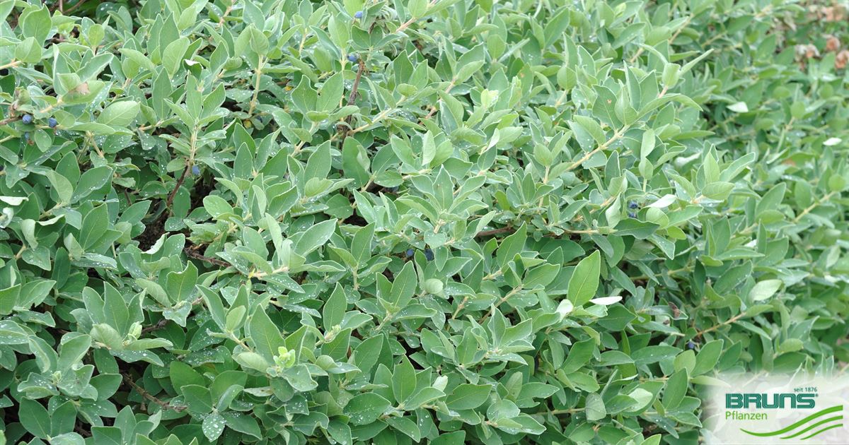 veronica plant Veronica repens Speedwell for Sale main image 0