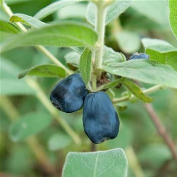 Lonicera_caerulea_Blue_Velvet_2011_0894_q.jpg