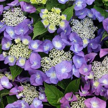 Hydrangea_macrophylla_Blaumeise_2005_3021_b.jpg