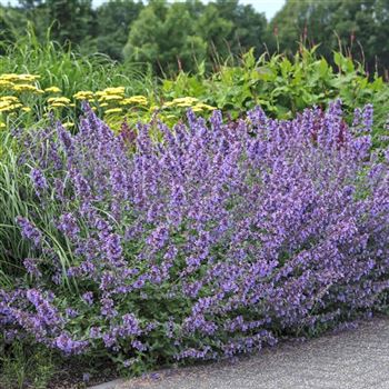 Nepeta_Walkers_Low_HRM_Q2.jpg