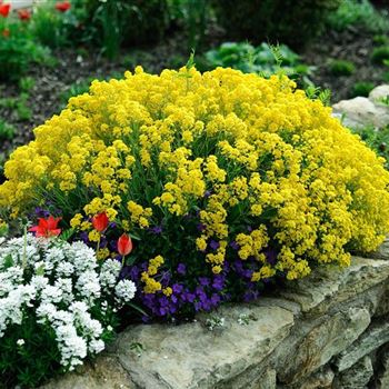 Alyssum_saxatile_Compactum_HRM_Q2.jpg