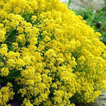 Alyssum_saxatile_Compactum_HRM_Q1.jpg