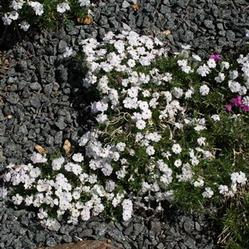 Phlox_White_Admiral_HRM_Q3.jpg