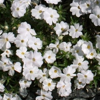 Phlox_White_Admiral_HRM_Q2.jpg