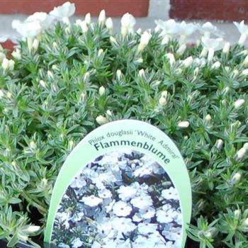 phlox_douglasii_white_admiral_GR_R2.jpg