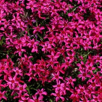 Phlox_Scarlet_Flame_HRM_Q1.jpg