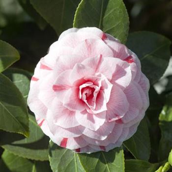 Camellia