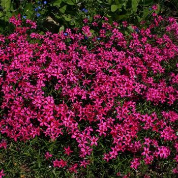 Phlox_Scarlet_Flame_HRM_Q2.jpg