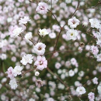 Gypsophila_repens_Rosenschleier_WI_Q1.jpg