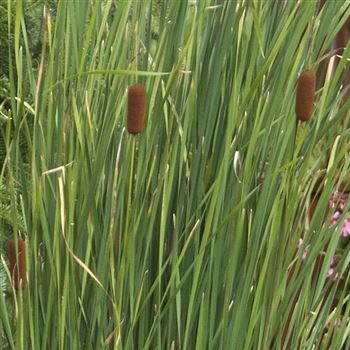 Typha_latifolia_HRM_Q1.jpg