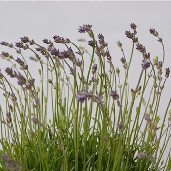 Lavandula_angustifolia_Munstead_GR_R1.jpg