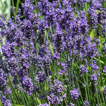 Lavandula_angustifolia_Munstead_HRM_Q1.jpg