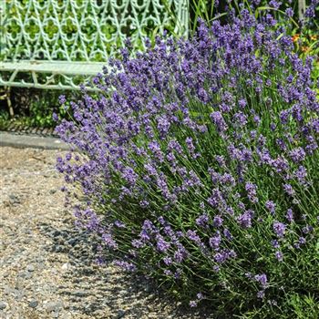 Lavandula_angustifolia_Munstead_HRM_Q2.jpg