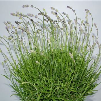 Lavandula_angustifolia_Munstead_GR_R2.jpg