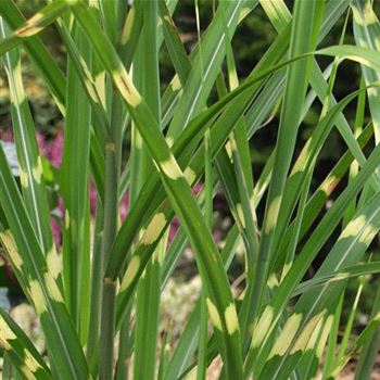 Miscanthus_sinensis_Strictus_HRM_Q1.jpg