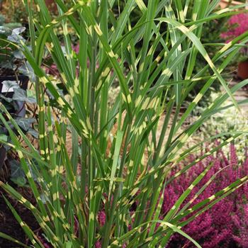 Miscanthus_sinensis_Strictus_HRM_Q2.jpg