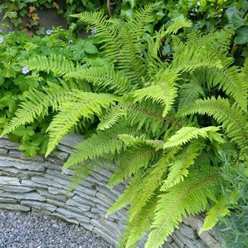 Polystichum_setiferum_Proliferum_HRM_Q2.jpg