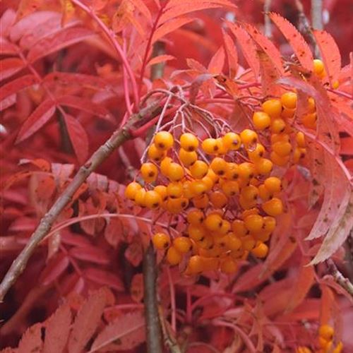 Sorbus aucuparia 'Autumn Spire' (R)