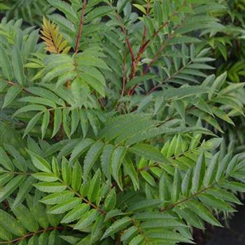 Sorbus_aucuparia_Autum_Spire_1.JPG