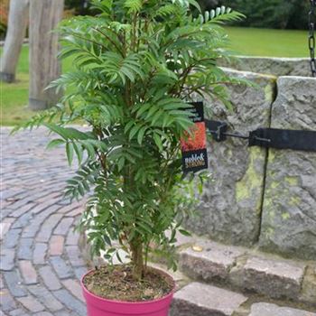 Sorbus_aucuparia_Autum_Spire.JPG