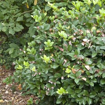 Gaultheria_shallon_2009_7600.jpg