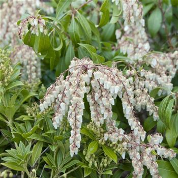 Pieris_japonica_2007_0202_q.jpg