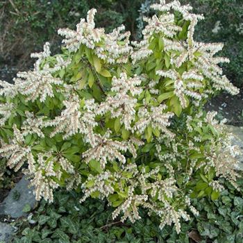 Pieris_japonica_2007_0182.jpg