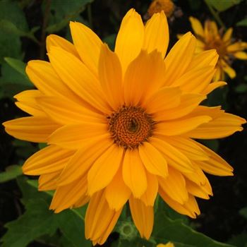 Heliopsis_scabra_Karat_WI_Q1.jpg