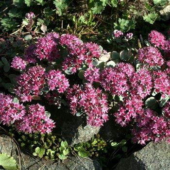 Sedum_Robustum_HRM_Q5.jpg