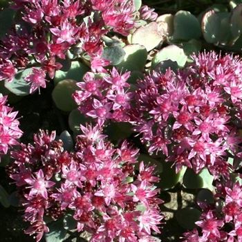 Sedum_Robustum_HRM_Q4.jpg