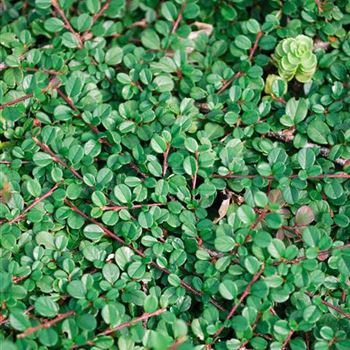 Cotoneaster_dammeri_Streibs_Findling_HRM_2357.jpg