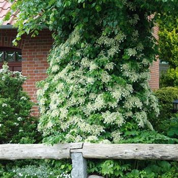 Hydrangea_petiolaris_HRM_0145.jpg