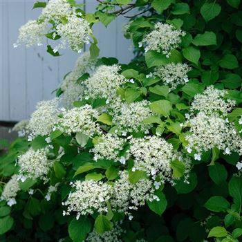 Hydrangea_petiolaris_2009_3512.jpg