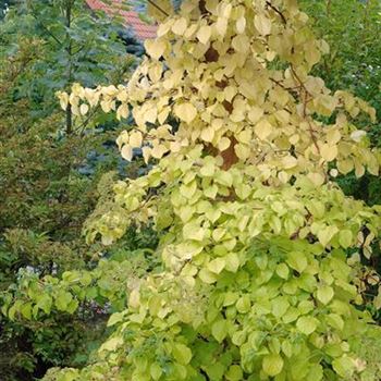 Hydrangea_petiolaris_2008_8282.jpg