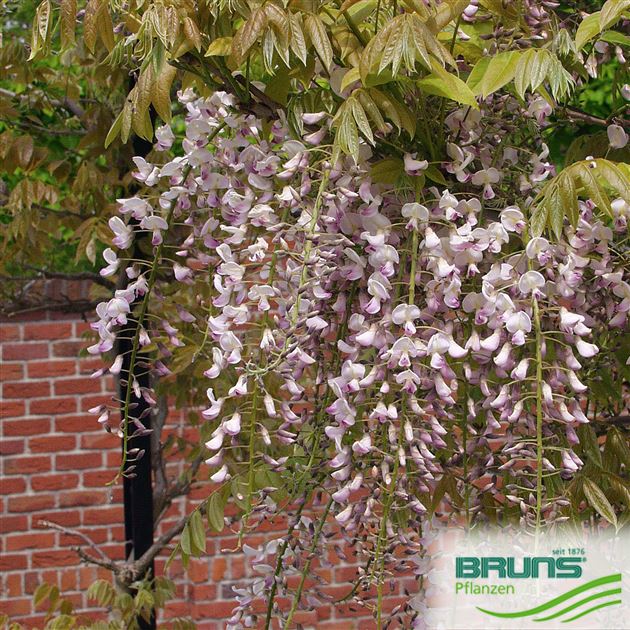 Wisteria floribunda 'Rosea' von Bruns Pflanzen