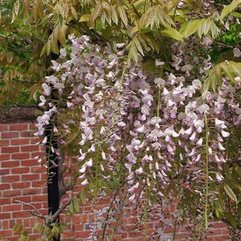 Wisteria_floribunda_Rosea_2005_1919_q.jpg