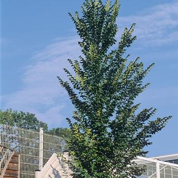 Ulmus_Hybride_Lobel_2002_0892.jpg