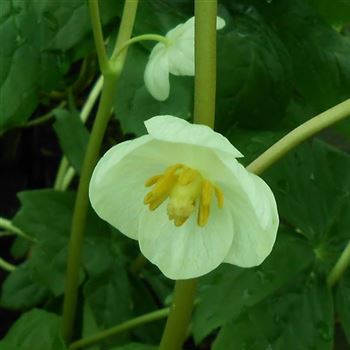 Podophyllum_peltatum_WI_Q1.jpg