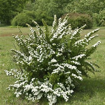 Spiraea_nipponica_Snowmound_2008_4741.jpg