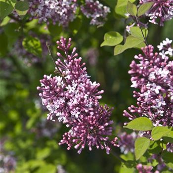 Syringa_microphylla_Superba_2009_1593.jpg