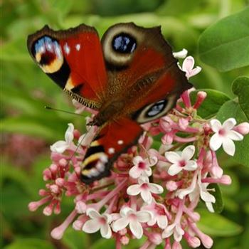 Syringa_microphylla_Superba.jpg